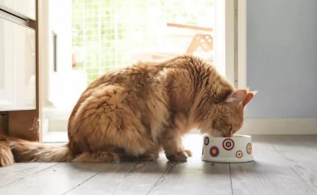 养猫我们日常必需品（用品）有哪些呢？