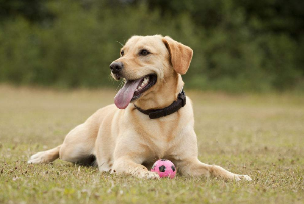 家里有小孩，又想养一只狗狗，那么可以考虑养以下几种狗狗