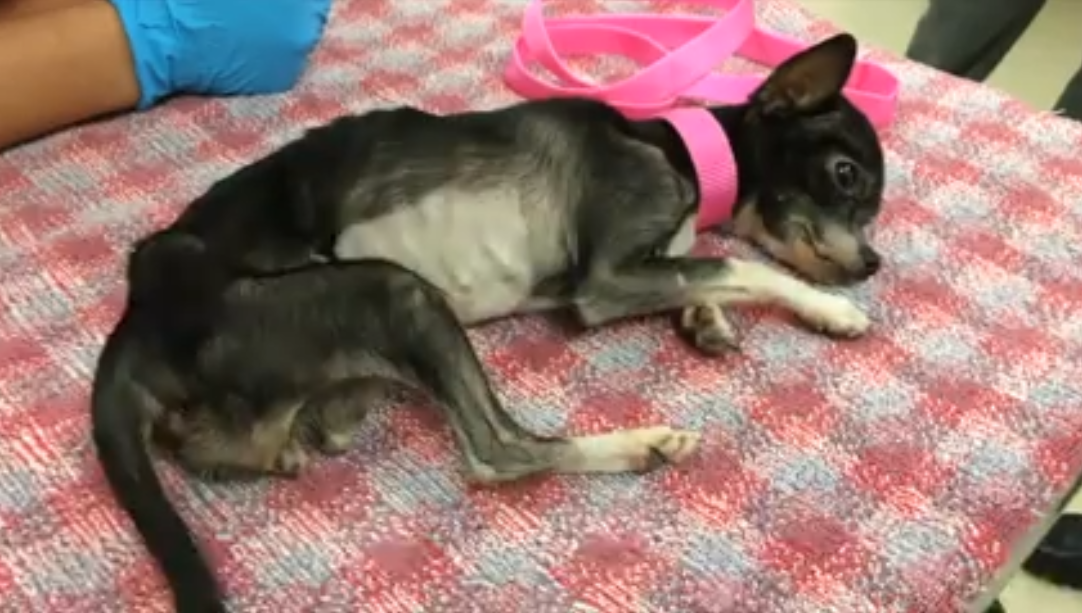 重病狗狗需要入院治疗，宠主两次强行带它出院，背后原因令人沉思