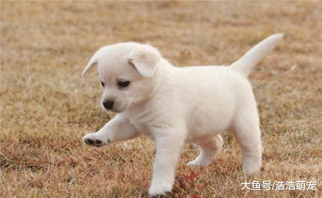 打狗能起到效果嗎？最好不要打，不然會出現5種“可怕的”后果
