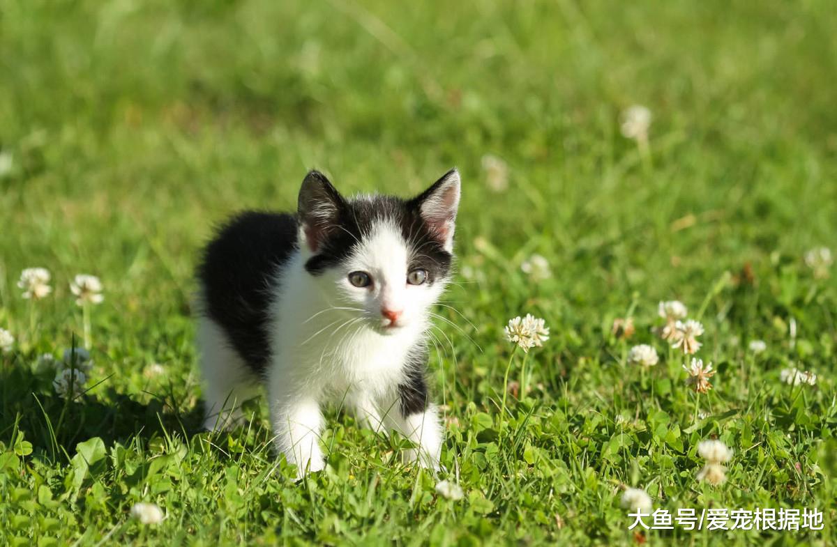 新手选猫时，用这三种方法，帮你选出适合自己的猫！