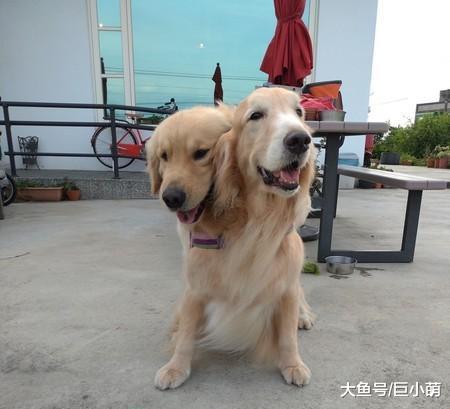 主人晒双头金毛，新犬种双头狗，但这拍照姿势有点少儿不宜啊