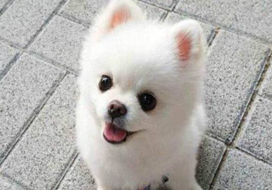 若家里有孩子，这几种犬是不适合养的，你都知道么？