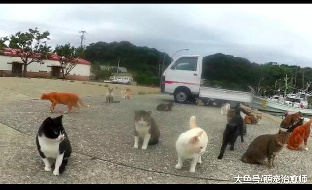 猫岛上的猫咪数量急剧下降，原因是有人下毒，黑手竟是当地居民！