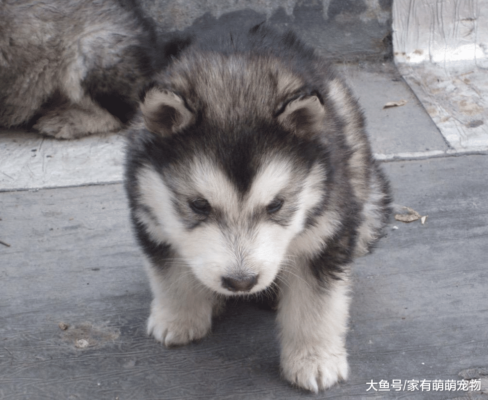 训练狗狗把握住这5点, 让你训练狗狗更快, 狗狗也更听话!