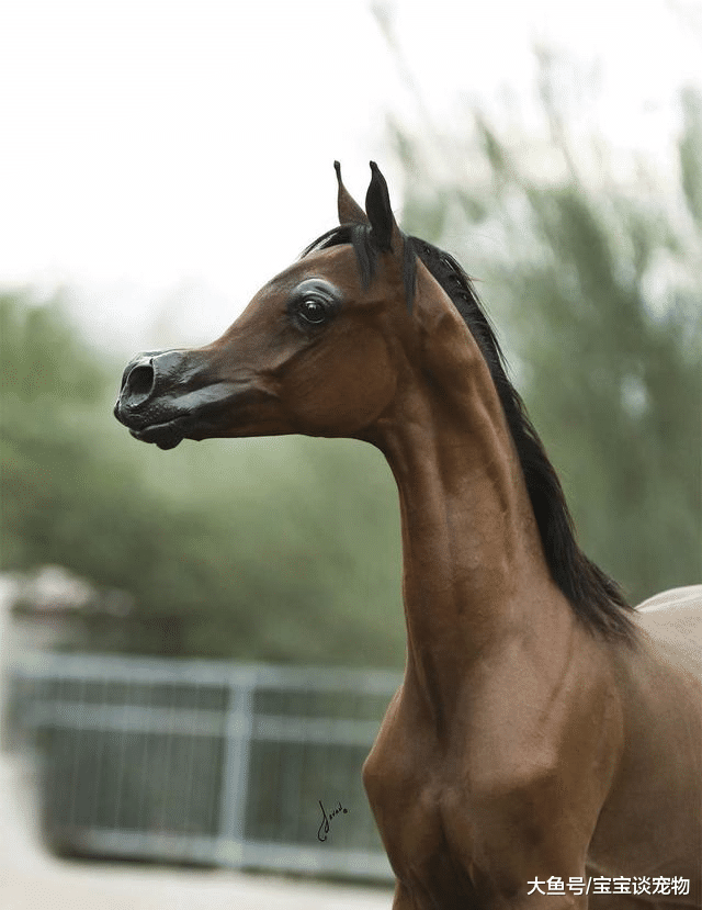 世界上长得最卡通的马，价值百万美金