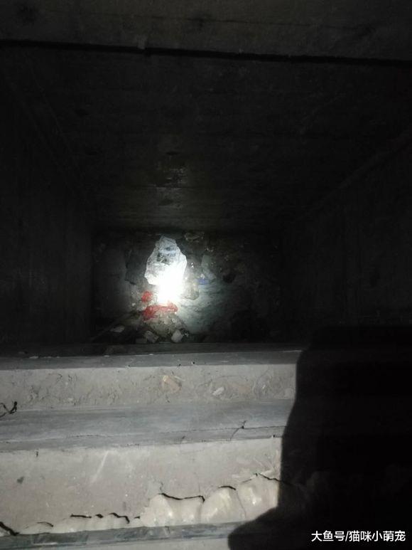 男子破墙营救困在井里的流浪猫, 救上来之后慌了!
