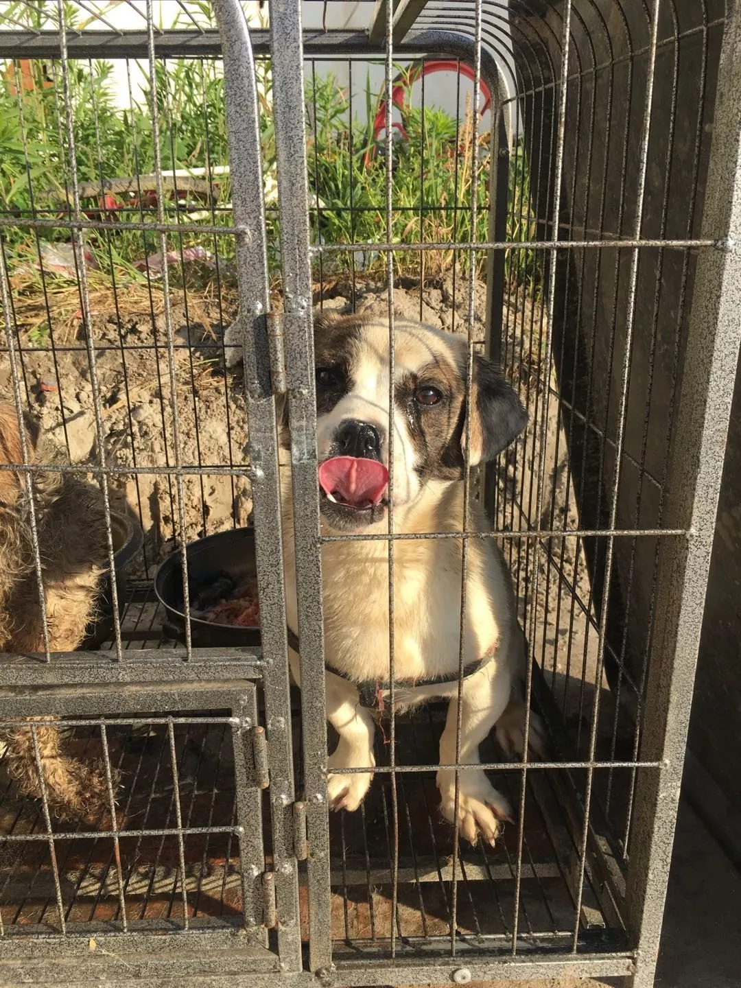 几十只名犬被关笼子里虐待，食盆里还有大便！狗的来源细思极恐