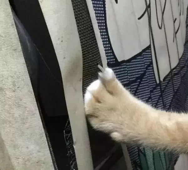 铲屎官下班回家看见橘猫姿势怪怪的，走近一看，顿时笑了出来！