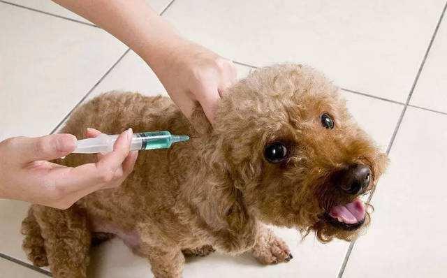 怎么判断一只狗狗有没有狂犬病？就看这5个方面，真的很准！