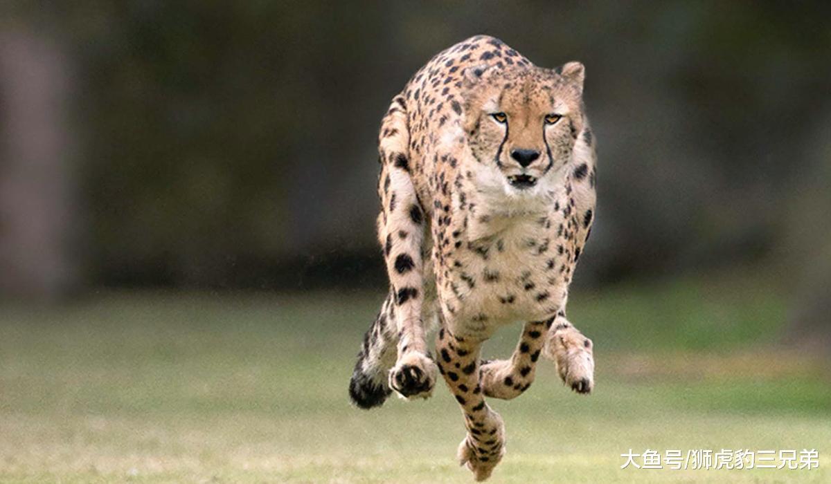 貓科動物里最快的物種：獵豹為了速度，放棄了什么？