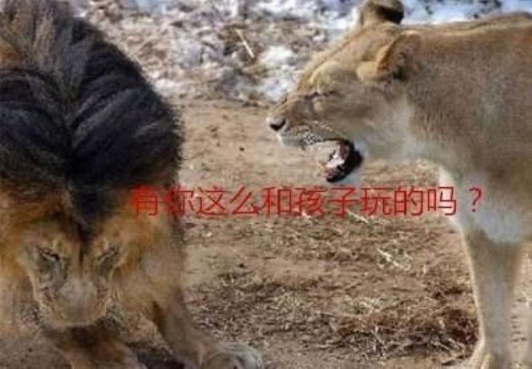 雄狮被迫带崽, 脸上写满不高兴, 盼着雄狮来的样子笑翻了