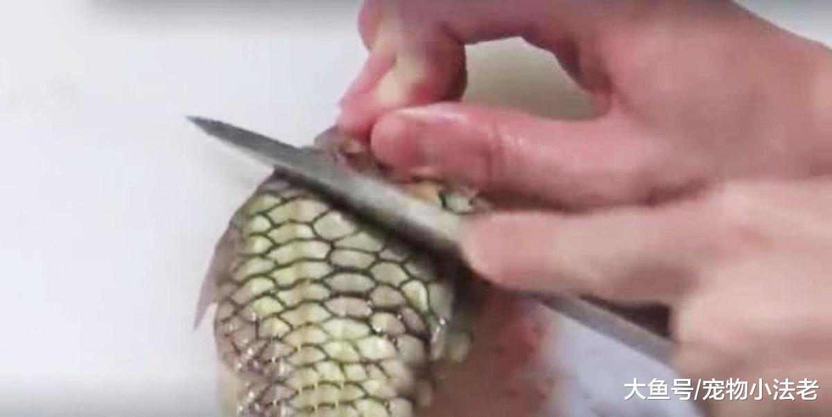 全球最硬的鱼，硬度达到钻石级别，再好的刀也破不了它的绝对防御