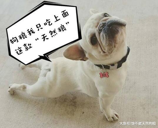 养狗只要有这些习惯，狗狗寿命肯定大大延长，你有在做吗？