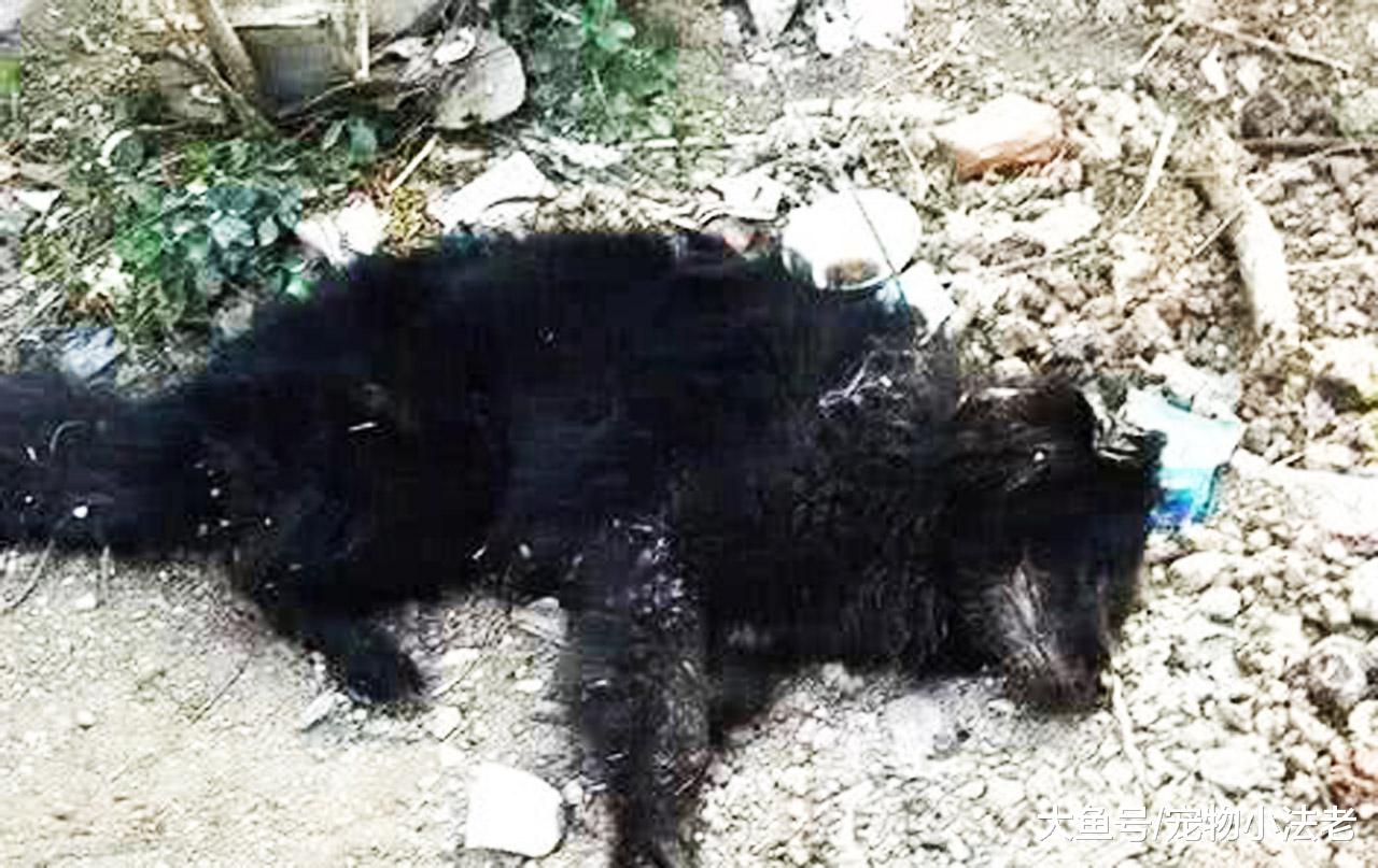 女子救了一只流浪狗，但医生治疗完后，说了1句话：不要收养它！