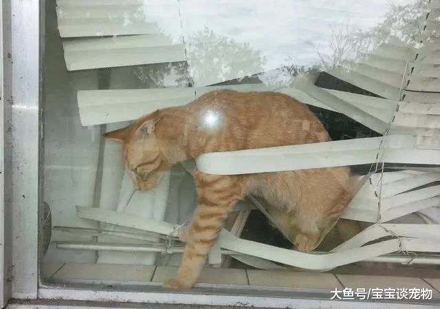 猫要是坏起来，能有多气人？