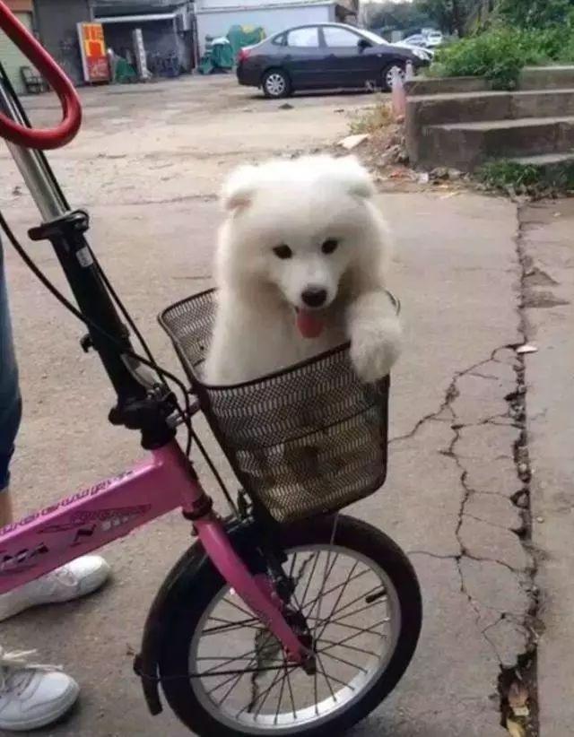 网友家的萨摩耶是一只大胃王的狗, 吃啥啥不剩, 就是不吃狗粮