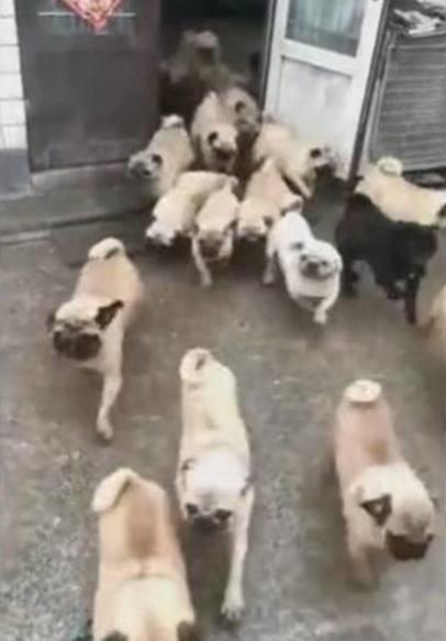 主人一喊开饭，小狗狗们一涌而出，像是大妈抢便宜货场面！