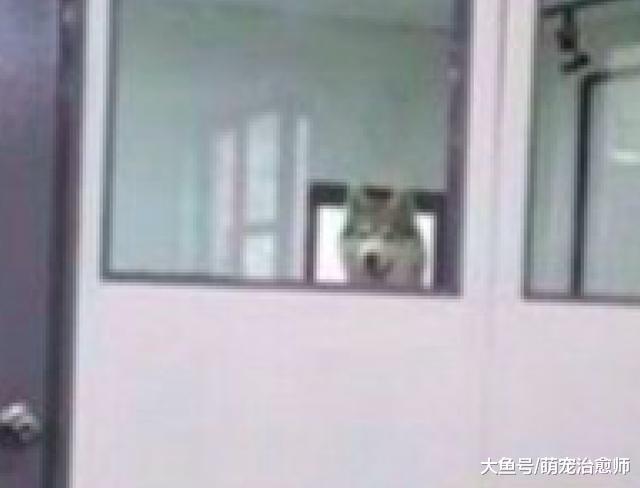 网友带哈士奇一起上班，它却千方百计想看主人如何工作，太调皮了