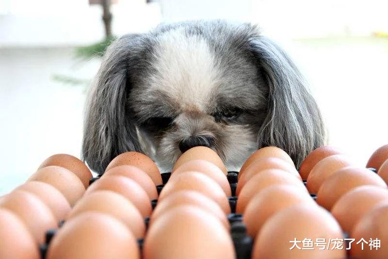 狗狗到底应该吃生鸡蛋还是熟鸡蛋？