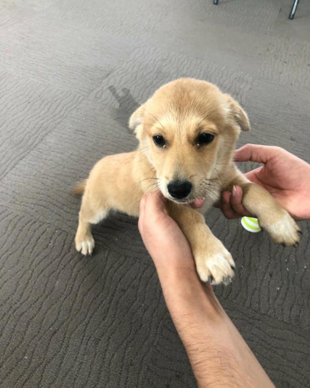 田园犬还能在城市生存多久？外来犬被铲屎官宠爱，它们却被遗忘