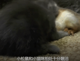 四只刚出生的小松鼠即将被饿死，这时一只猫咪的举动感动的大家！