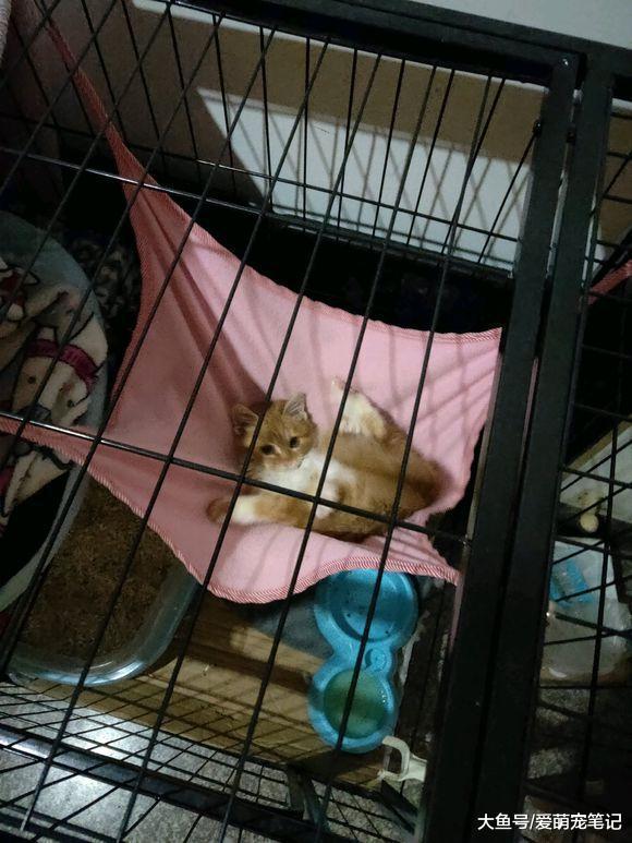 女孩下班等车时发现一只小橘猫, 纠结收养时, 它的反应让人笑翻了