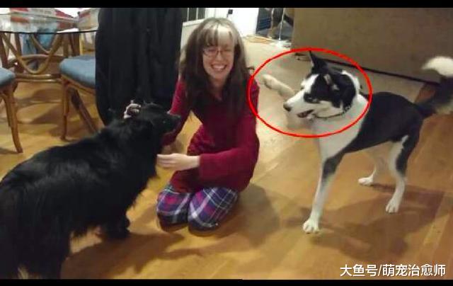 主人在摸别的狗，哈士奇看见后咬住她衣袖往后拽：我吃醋了啊！