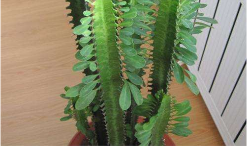 給大家分享一種值得養的花，聰明都愛養在家，你們知道嗎？