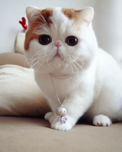 如果主子有口臭，铲屎官一定要注意，猫也是需要口腔护理的