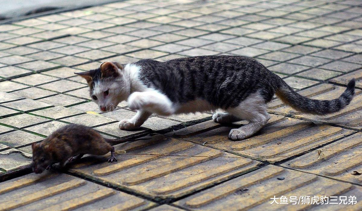 野猫成了澳洲的“百兽之王”？疯狂捕杀动物，令当地人谈猫色变