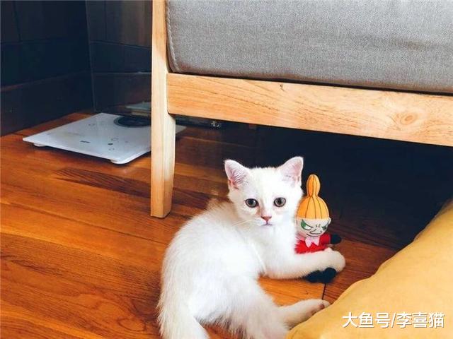 主人出差时仅给宠物留食物并无法解决问题，细说你未知的四点危害