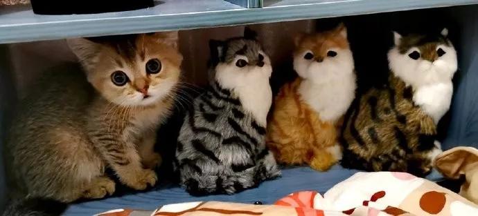 科学证明，养猫有利于身体健康