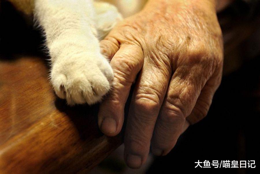 都说老年人适合养猫，可什么猫更适合老人呢？大橘又双上榜