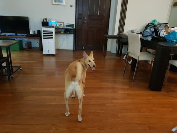 狗狗听见门铃声，就鬼喊鬼叫，如何让狗狗闭嘴？