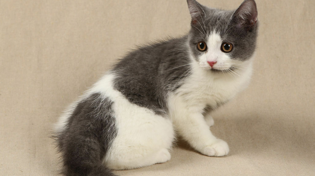 宠物大麻的新兴困境