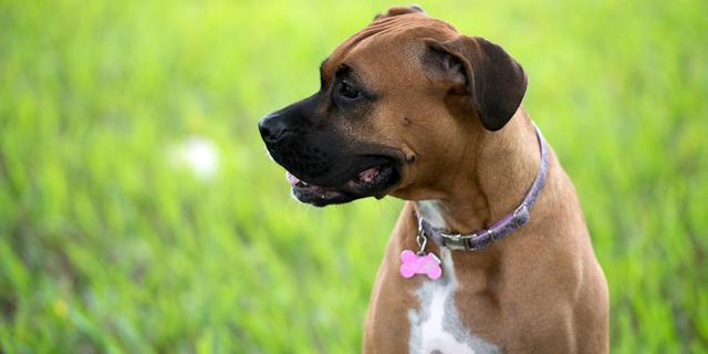 狗狗吠叫不止，总害主人被投诉，5点实用建议让它不再过度吠叫