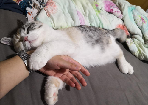 猫咪为什么总是喜欢用头蹭你呢？它可能是想表达这三层意思