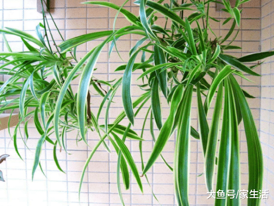 卫生间最适合养的6种植物，不仅能净化空气，还能除菌杀菌