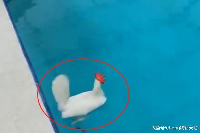老外好奇鸡到底会不会游泳，就把鸡放入泳池做实验，不出所料沉了