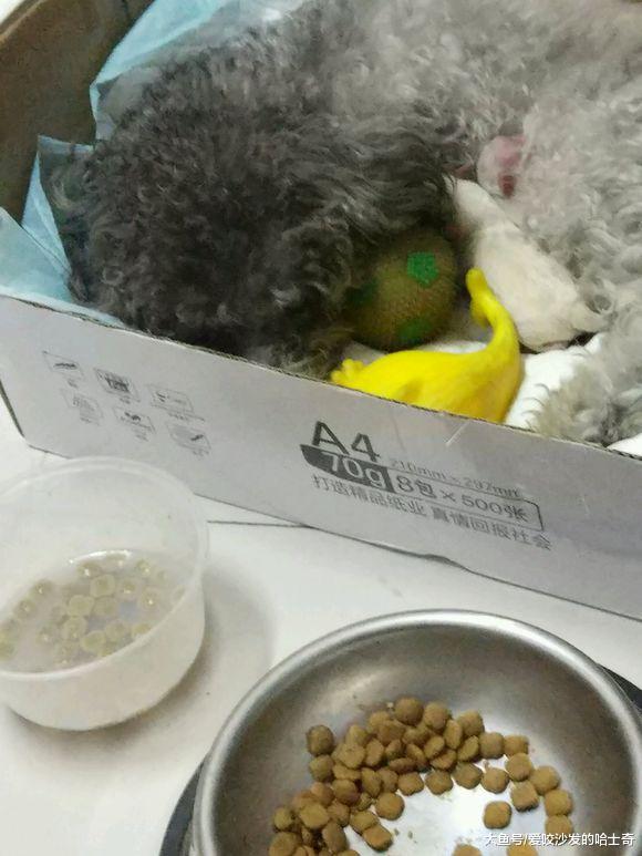 怀孕的泰迪生了两只狗宝宝，主人给狗妈妈喂鱼汤时，噩梦就开始了