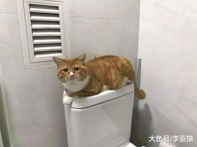 辟谣，小猫喜欢陪主人如厕并非担心安全，四点心理因素说明关键