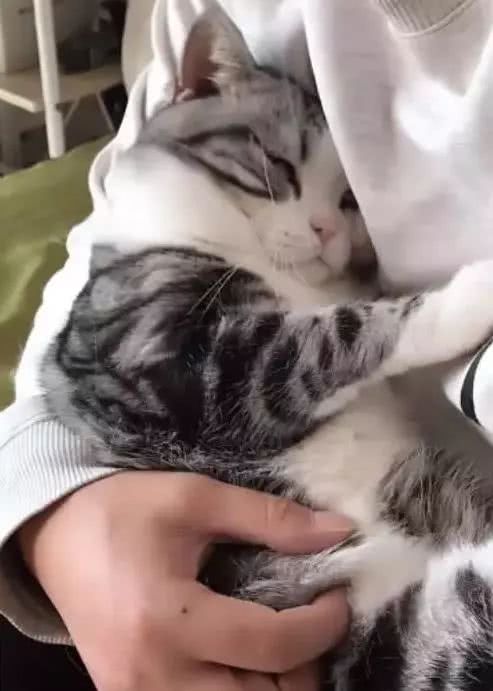 男友天天和小猫在一起，躺在男友怀里的猫咪，骄傲的看着女友