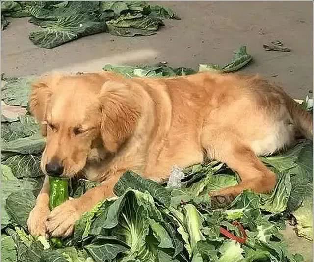 金毛走丢一个月，男主意外在菜市场找到它，走近一看瞬间心疼落泪