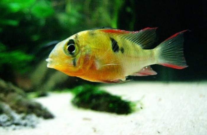 玻利维亚凤凰鱼