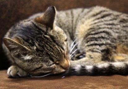 把狸花猫送去乡下外婆家, 半年后去接, 这是哪来的狸花猪?