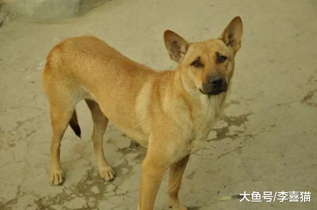 流浪狗遇上宠物狗后的三种表现并非自卑，夹尾离开只因畏惧人类！