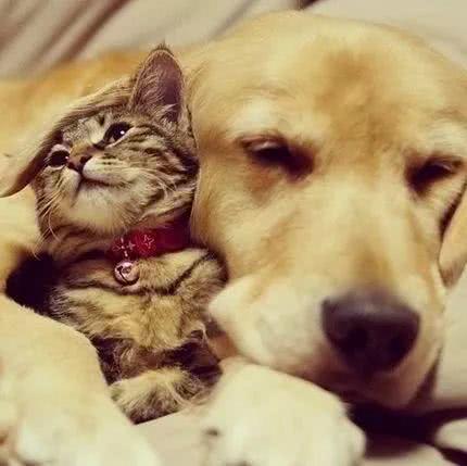 被二哈带大的猫和被金毛带大的猫，差距一目了然！