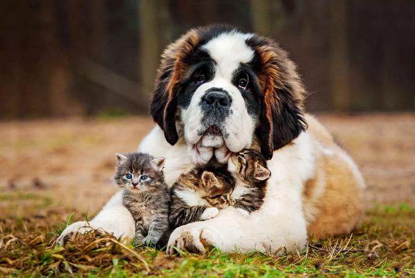 地球上5大体型最大的狗狗，第一能与熊和狼搏斗，你知道吗？