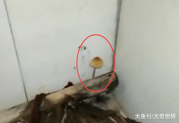 卫生间拖把有异常情况，男生想拿手去摸，室友却喊不要动